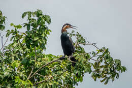 Image of African Darter