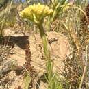 Crassula flava L. resmi