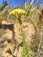 Crassula flava L. resmi