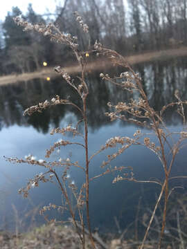 Image of Canada goldenrod