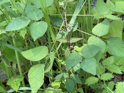 Image of Amphicarpaea bracteata subsp. edgeworthii (Benth.) H. Ohashi