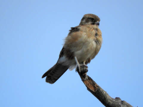 Image of Brown Falcon