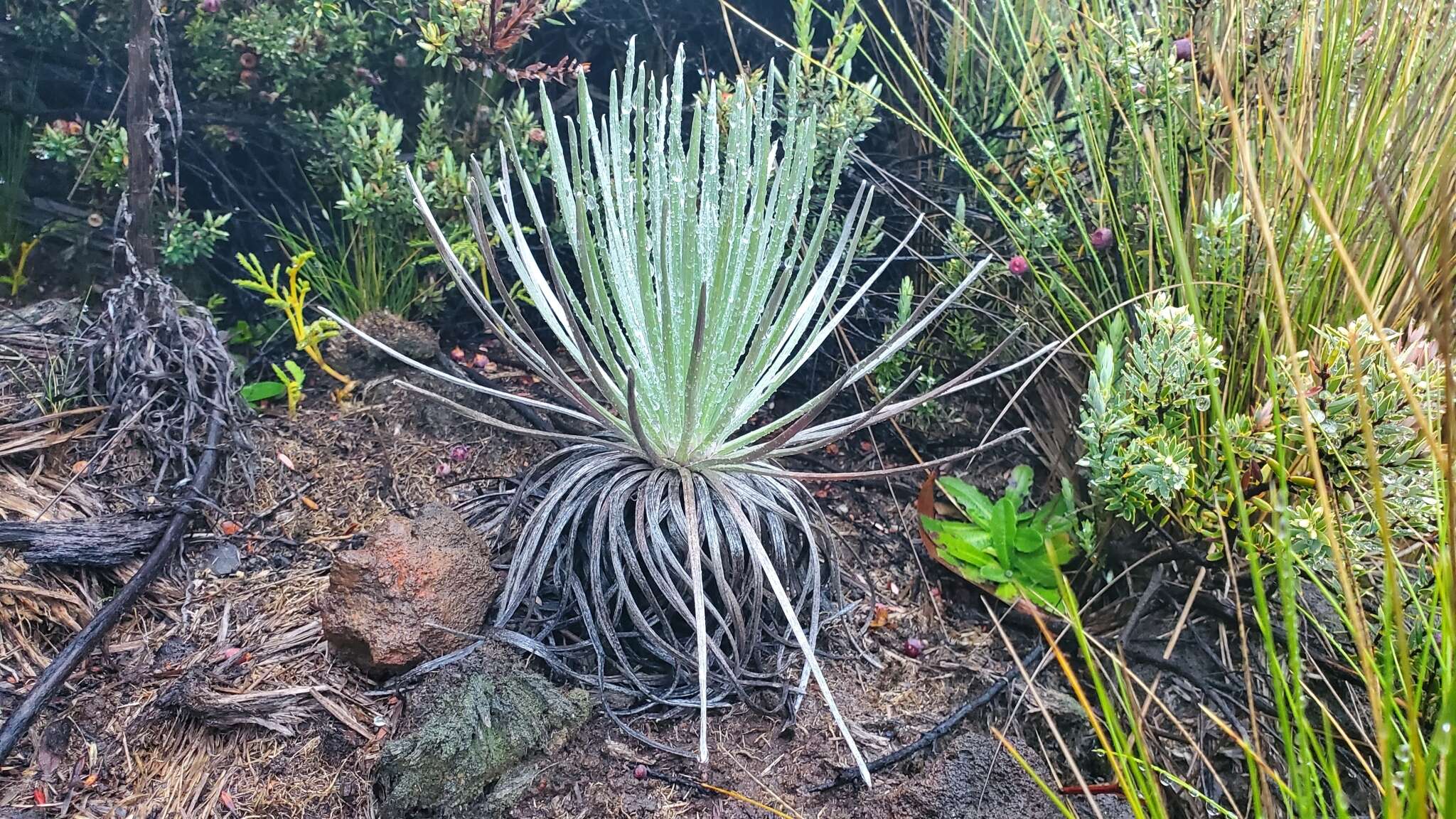 Plancia ëd Argyroxiphium kauense