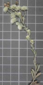 Image de Laennecia gnaphalioides (Kunth) Cass.