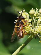 Image of Golden hoverfly