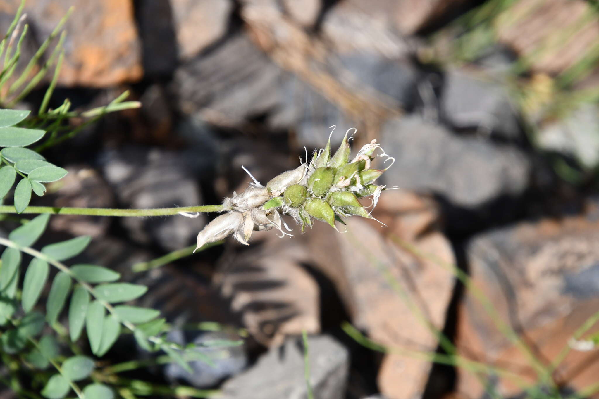 Image de Oxytropis middendorffii Trautv.