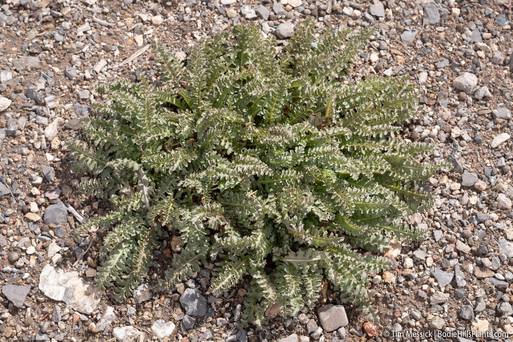 Image of dwarf lousewort