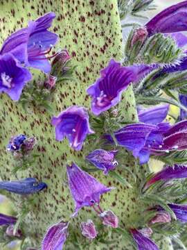 Image of Echium tuberculatum Hoffmanns. & Link