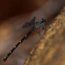 Image of Caledopteryx maculata Winstanley & Davies 1982