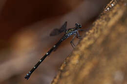 Image de Caledopteryx maculata Winstanley & Davies 1982