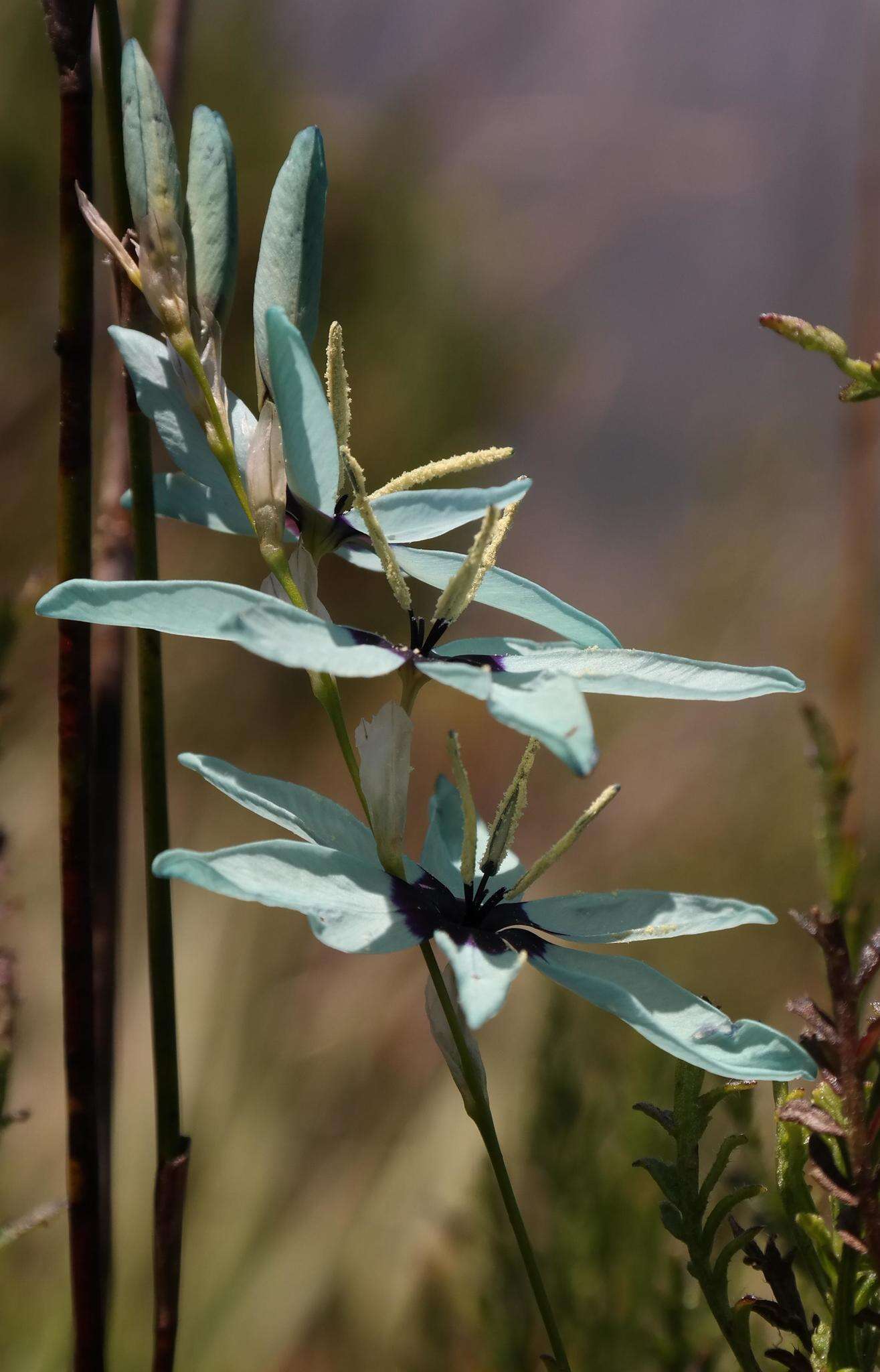 Image of Turquoise Ixia