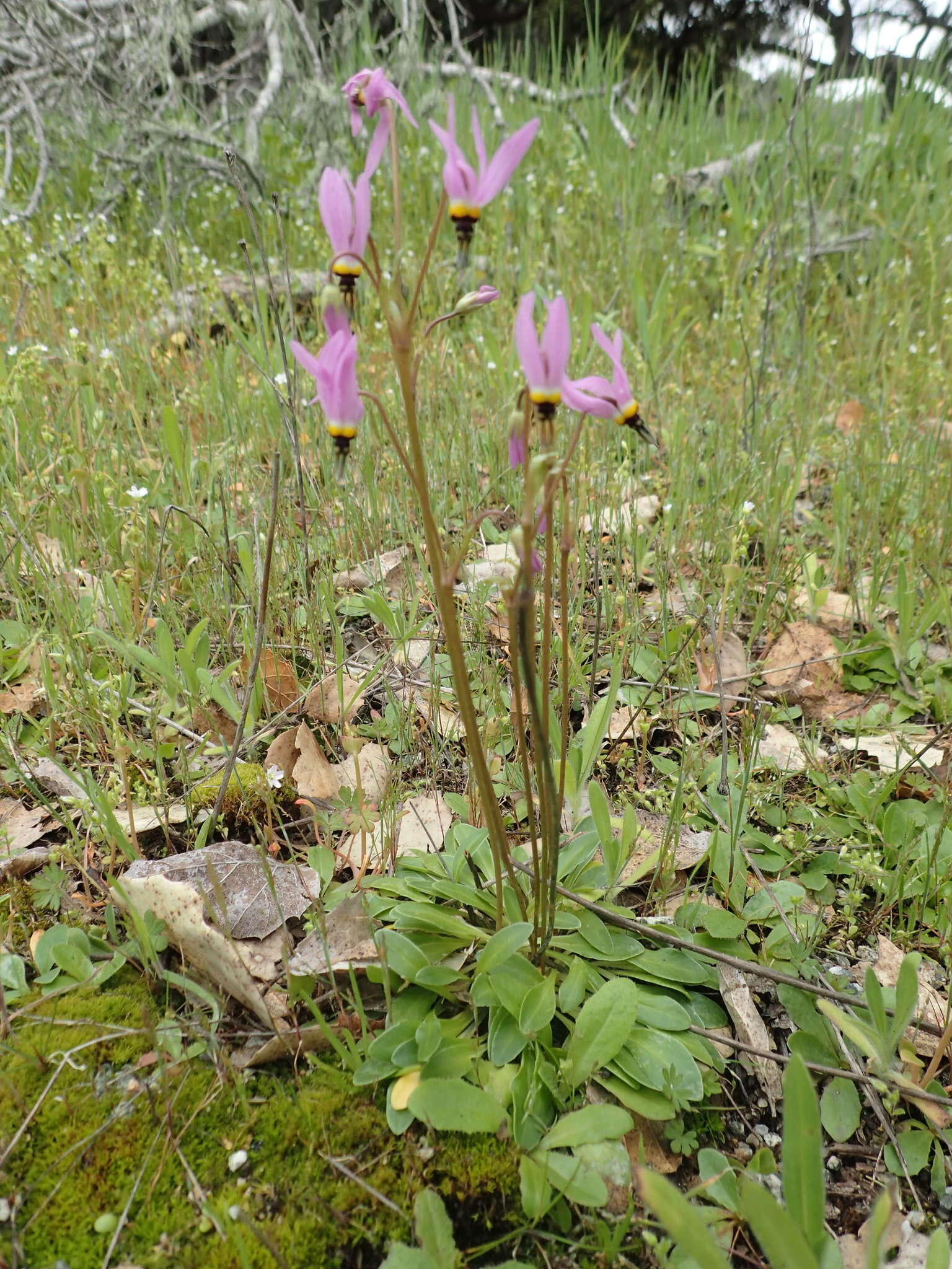 Plancia ëd Dodecatheon clevelandii subsp. clevelandii