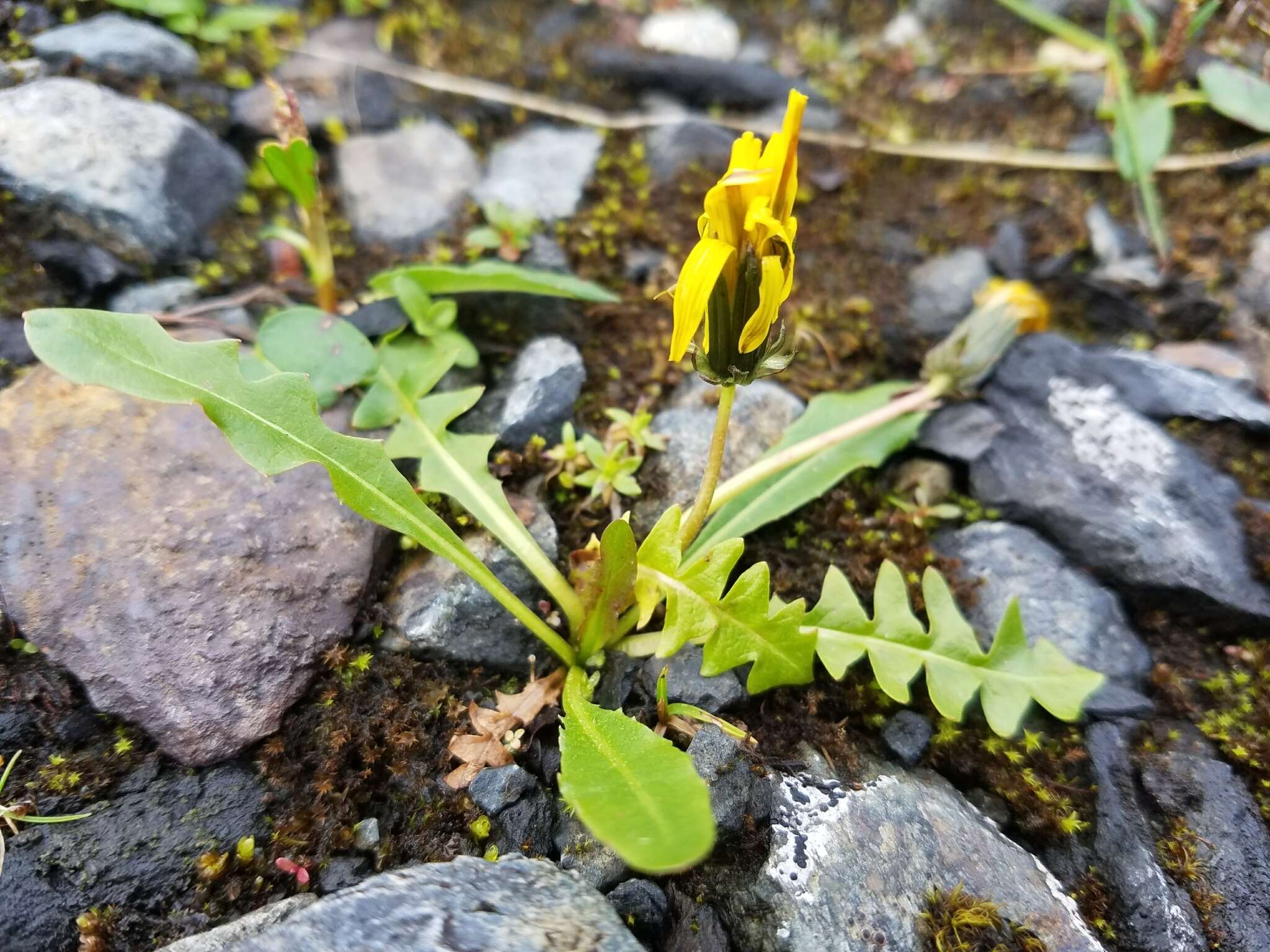 Image of harp dandelion