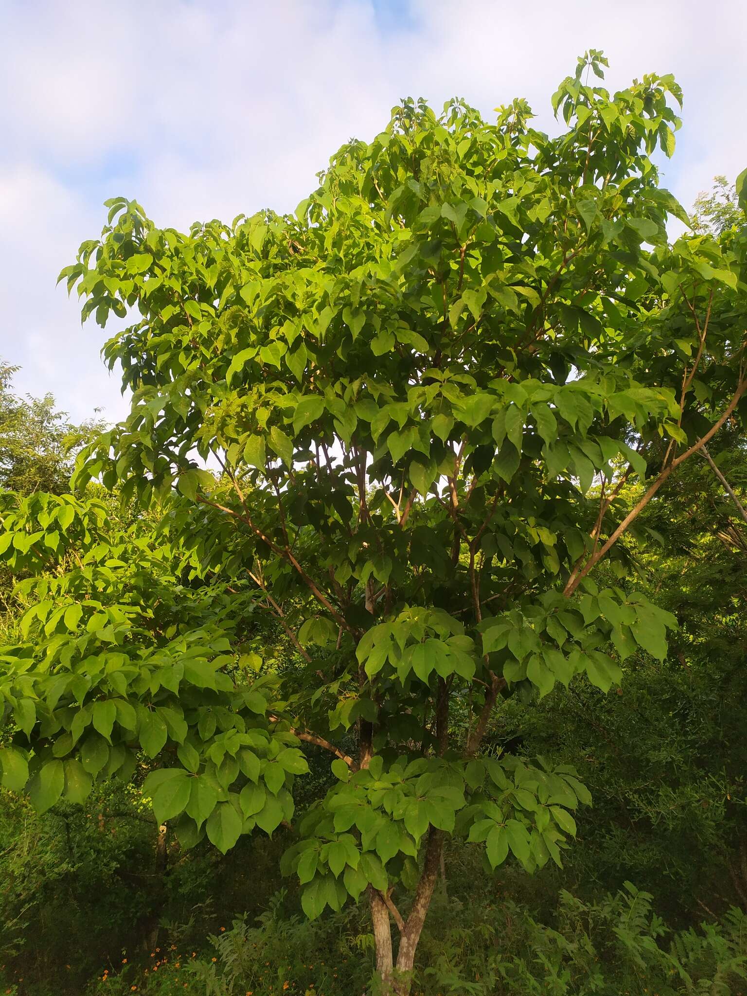 Image of Yellow trumpet tree