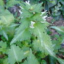 Image of Lamium bifidum subsp. bifidum
