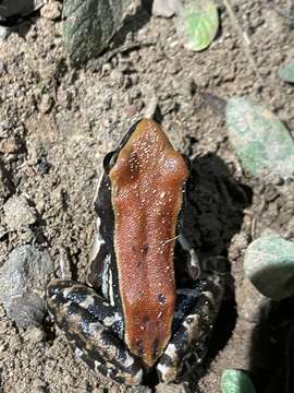 Image of widespread fungoid frog