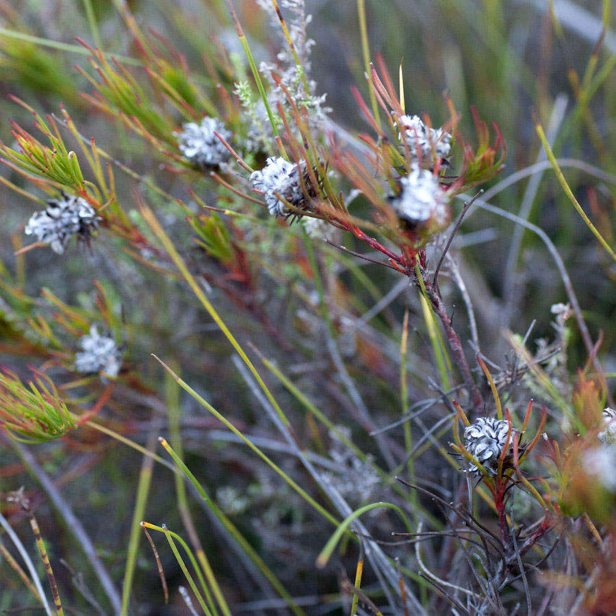 Imagem de Serruria deluvialis J. P. Rourke