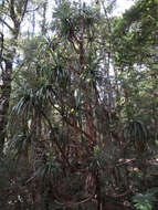 Image of mountain neinei