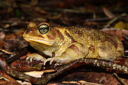 صورة Sclerophrys pardalis (Hewitt 1935)