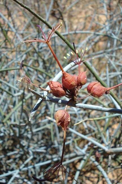 Imagem de Cadaba aphylla (Thunb.) Wild