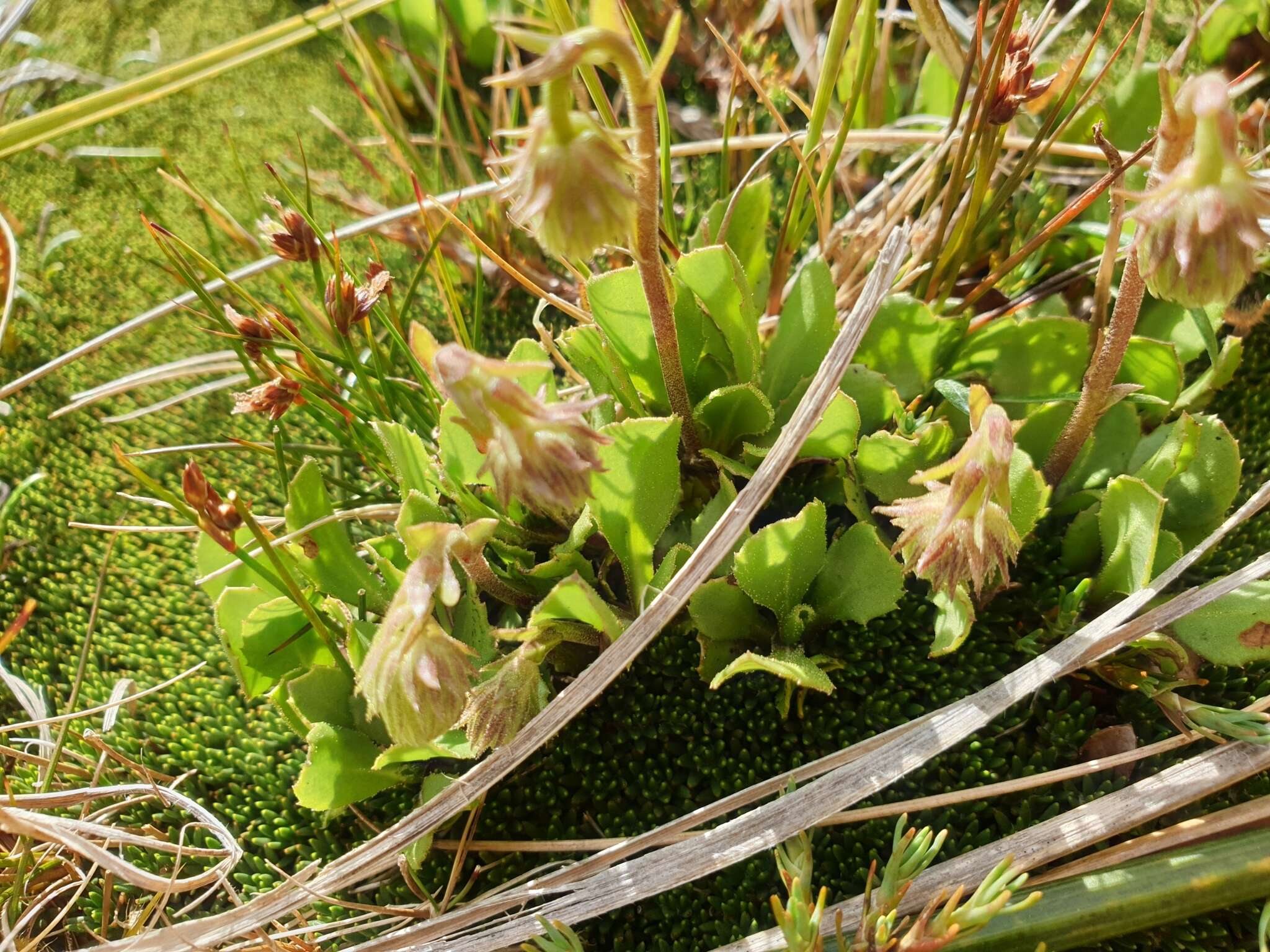 Image of Celmisia glandulosa Hook. fil.