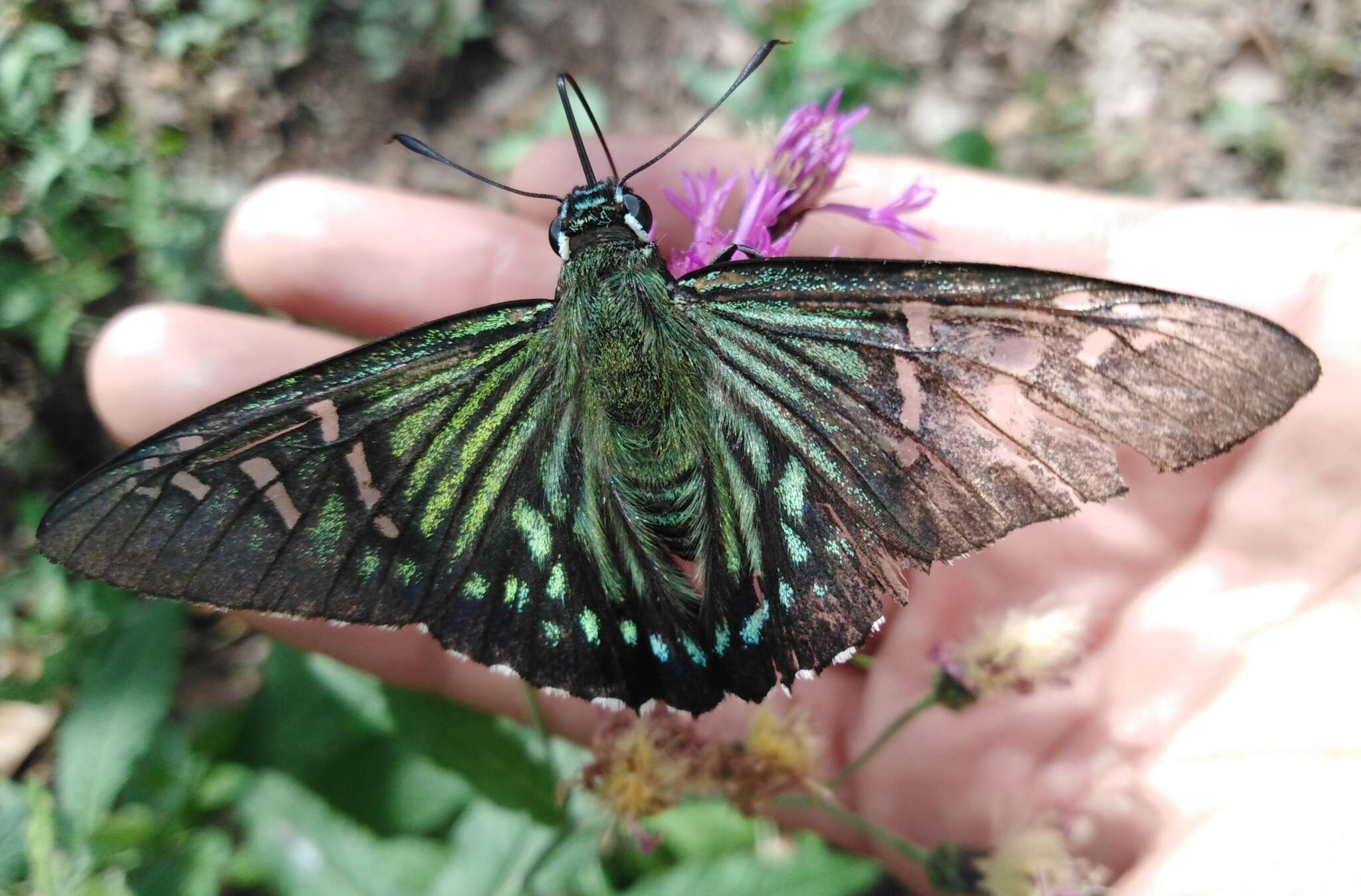 Plancia ëd Phocides urania Westwood 1852