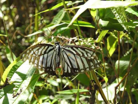 Image of Great Zebra Butterfly