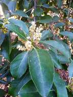 Image de Symplocos cochinchinensis var. stawellii (F. v. Muell.) Nooteboom