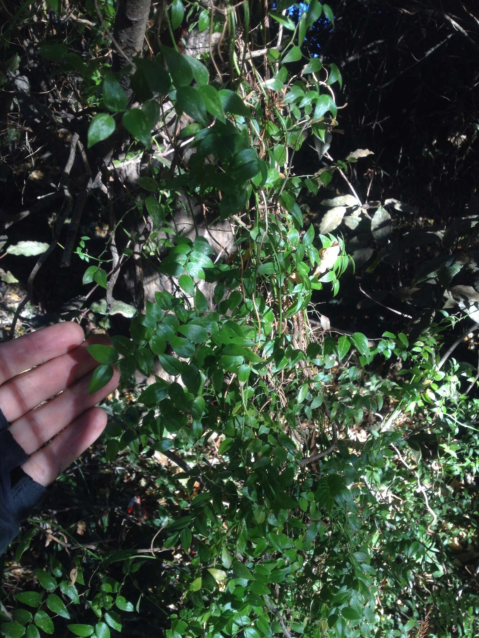 Image of African asparagus fern