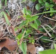 Imagem de Acalypha chamaedrifolia (Lam.) Müll. Arg.