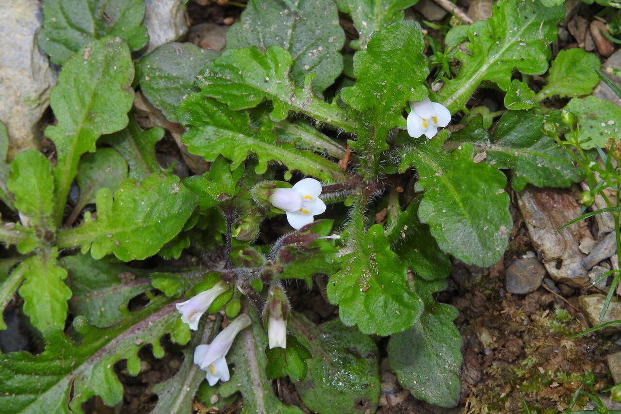 Image of Mazus goodeniifolius (Hornem.) Pennell