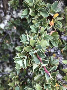 Image of Berberis lutea Ruiz & Pav.