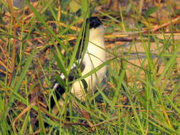 Image of Gabon Boubou