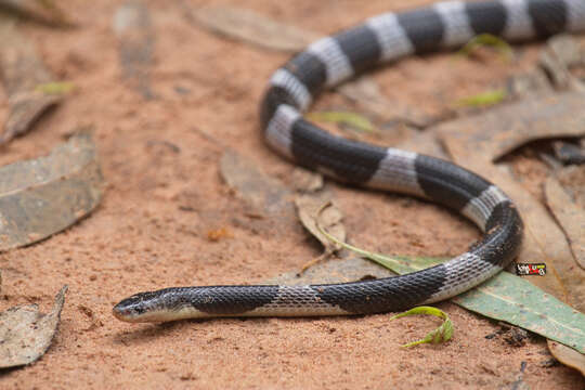 Image of Blue Krait