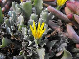 Image of Gazania schenckii O. Hoffm. ex Schinz