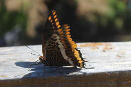 Image of Two-tailed Pasha