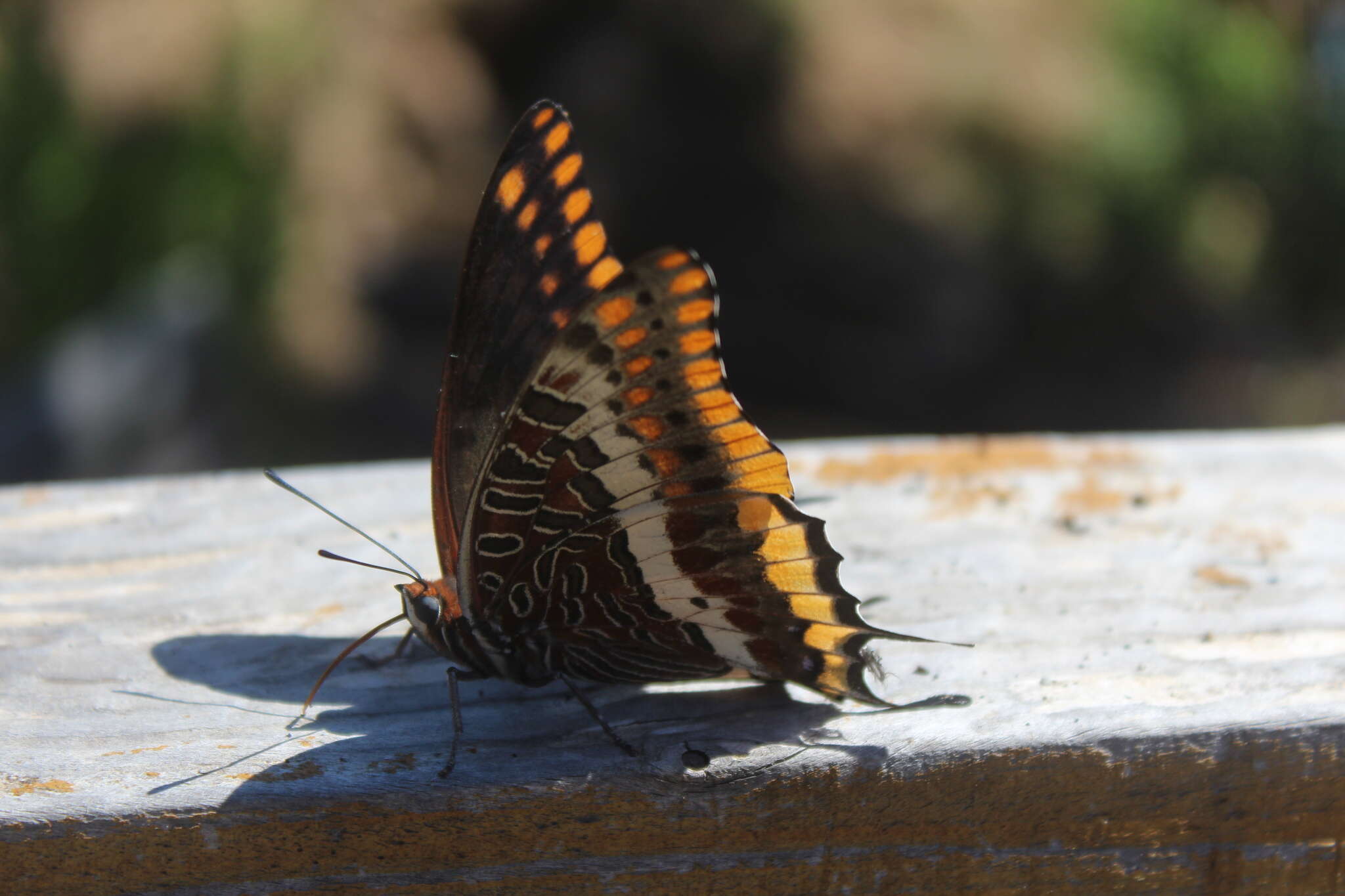 Image of Two-tailed Pasha