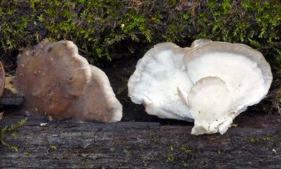 Image de Polypore gris fumée