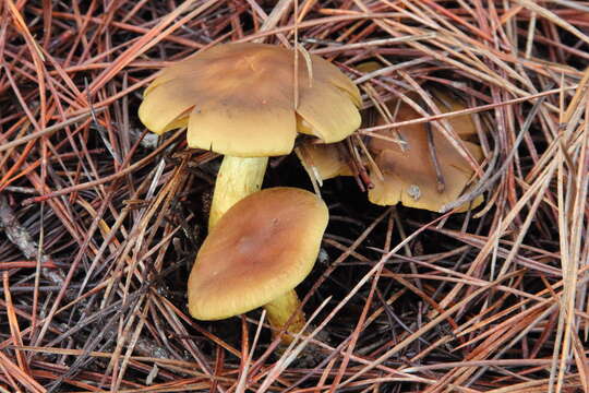 Image of Cortinarius thiersii Ammirati & A. H. Sm. 1977