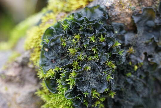 Image of leptochidium lichen