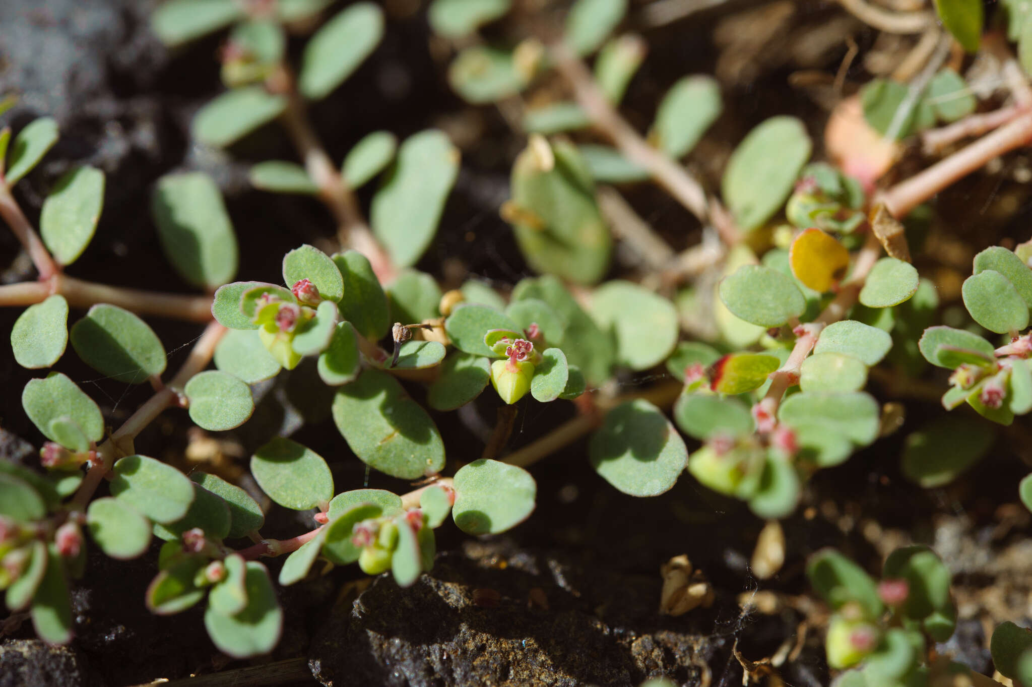 Imagem de Euphorbia taihsiensis (Chaw & Koutnik) Oudejans