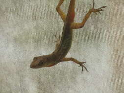 Image of Kempton's Anole