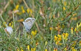 Plancia ëd Plebejus argus corsica (Bell 1862)