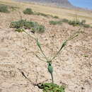Image of Native American pipeweed