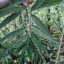 Image of Cestrum cristinae D. A. Soto