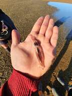 Image of New Zealand arrow squid