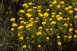 Image de Helichrysum trilineatum DC.