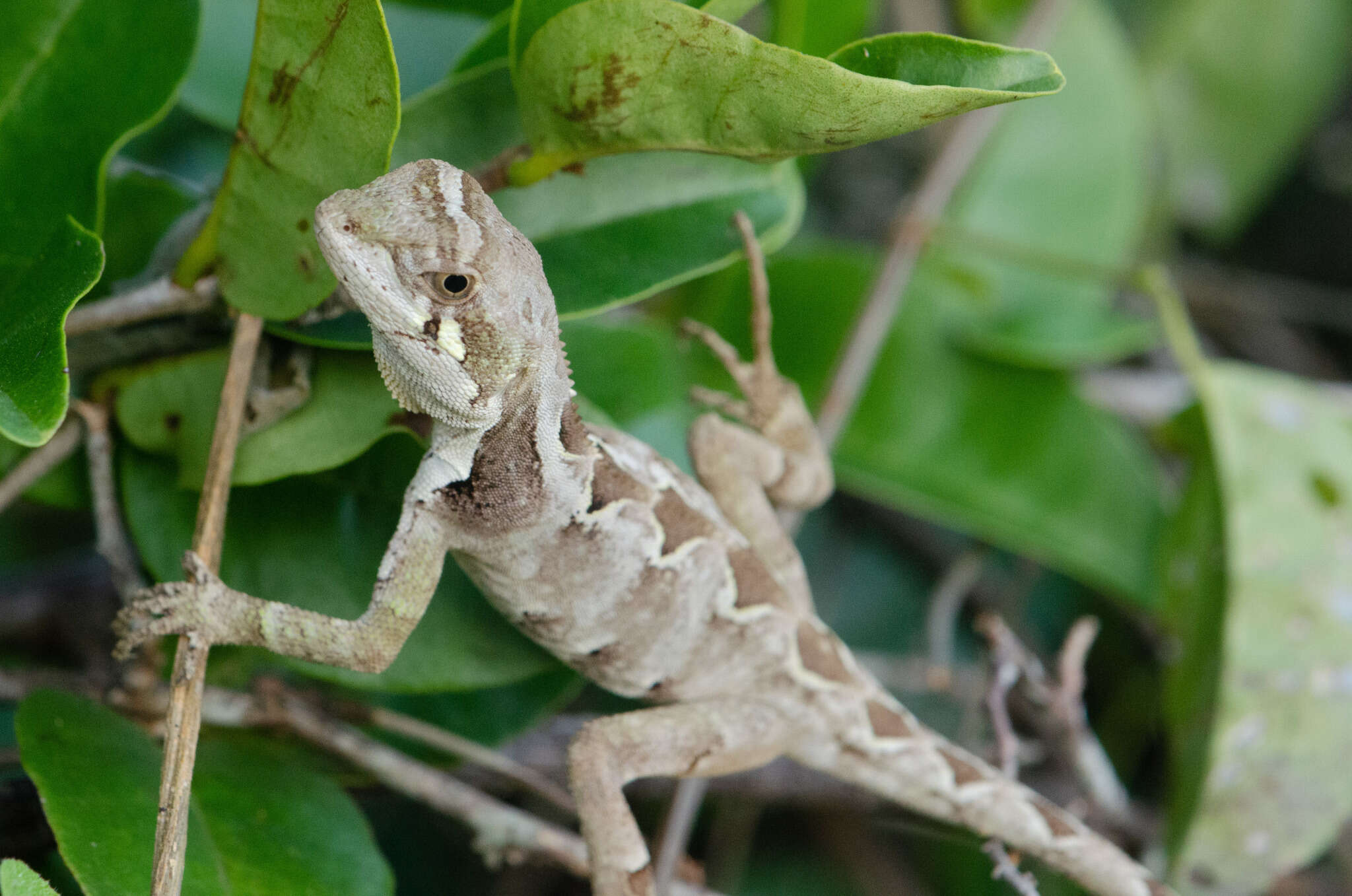 Image of Wied's Fathead Anole