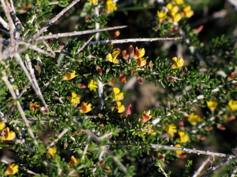 Image of Aspalathus lactea subsp. breviloba R. Dahlgren