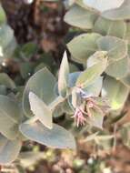 Слика од Arctostaphylos luciana P. V. Wells